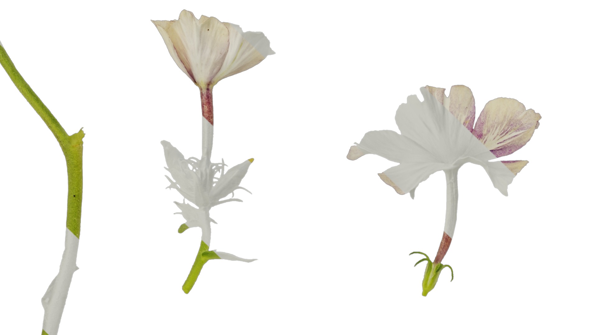 Anydrafts Phlox drummondii Flower 01 Texture_1