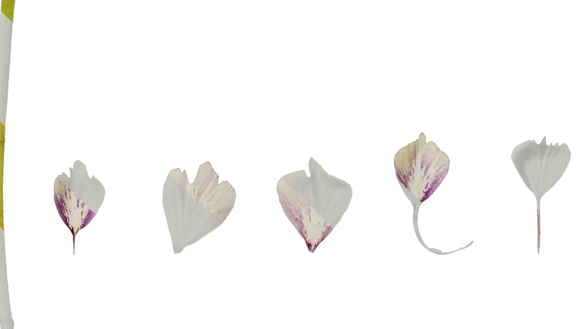 Anydrafts Phlox drummondii Flower 01 Texture_5