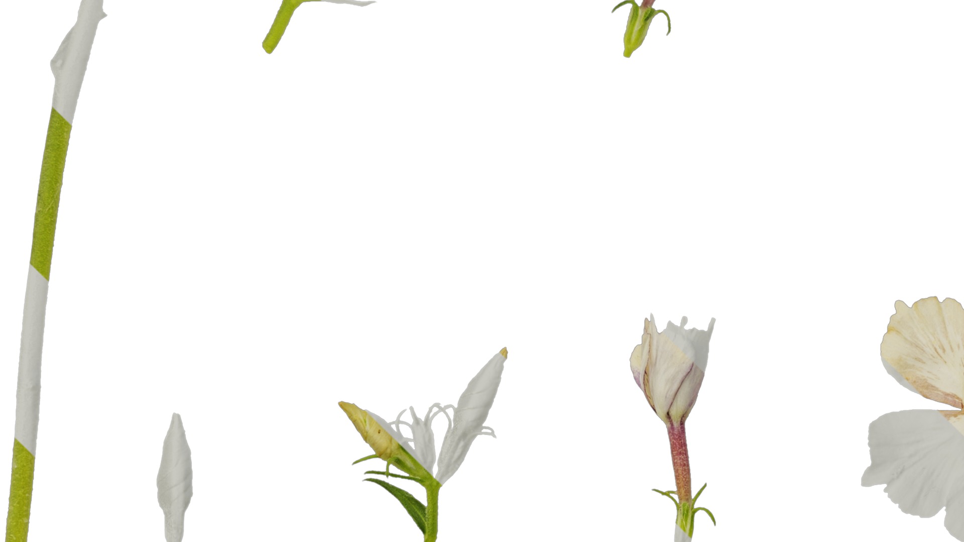 Anydrafts Phlox drummondii Flower 01 Texture_3