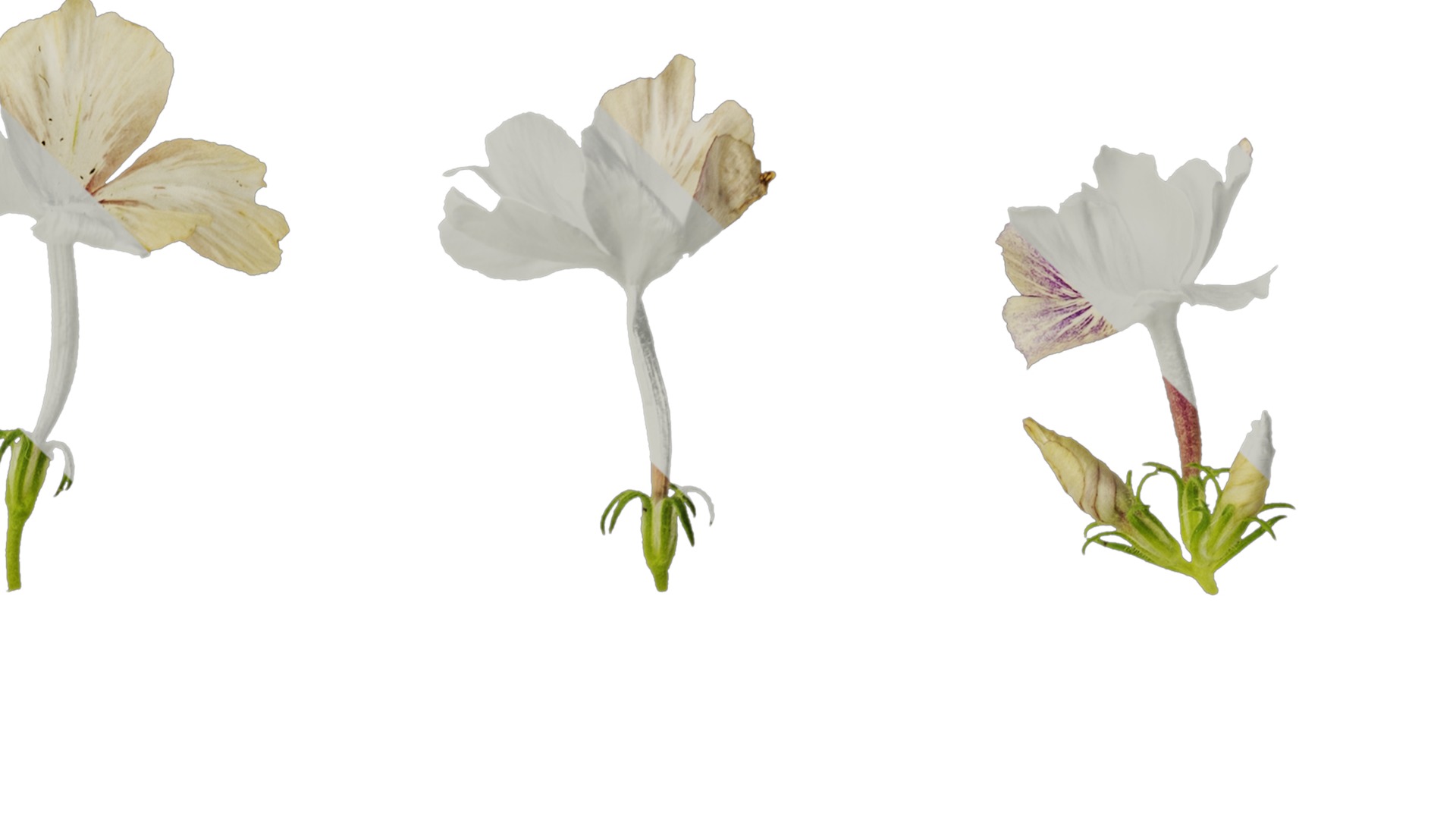 Anydrafts Phlox drummondii Flower 01 Texture_2