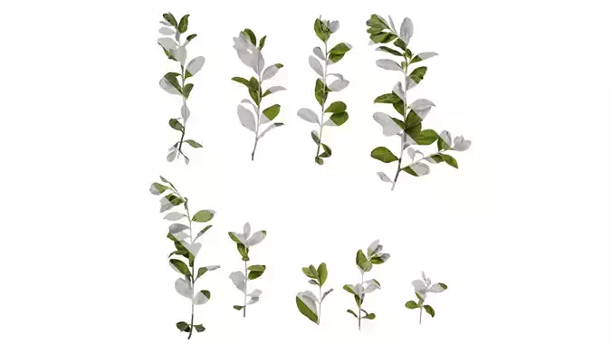 Anydrafts Leucophyllum frutescens Atlas 01 Texture