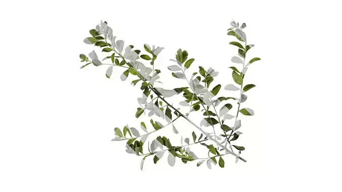 Anydrafts Leucophyllum frutescens Atlas 03