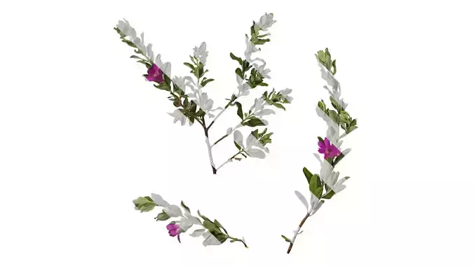 Anydrafts Leucophyllum frutescens Atlas 06