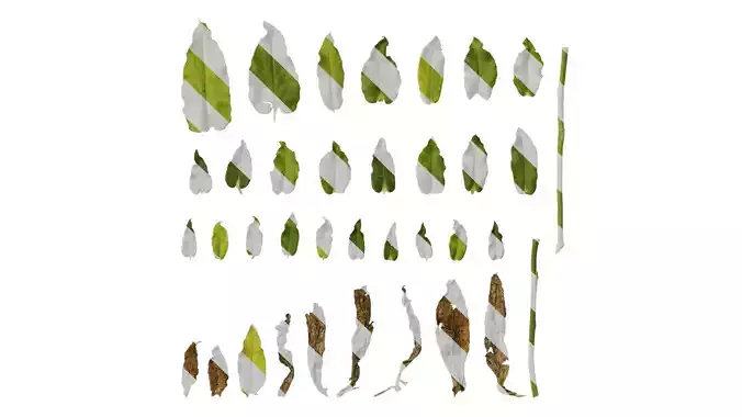 Anydrafts Phlox drummondii Leaf 01