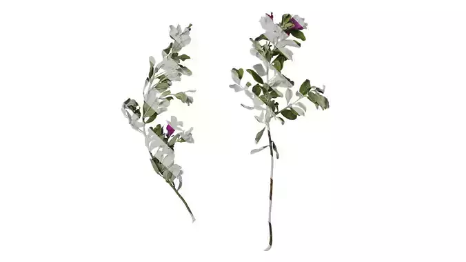 Anydrafts Leucophyllum frutescens Atlas 08