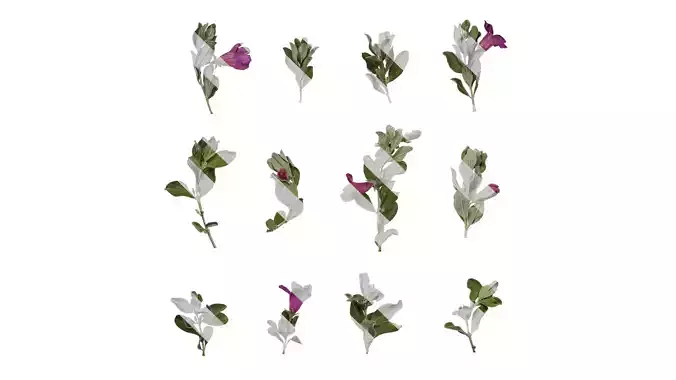 Anydrafts Leucophyllum frutescens Atlas 10