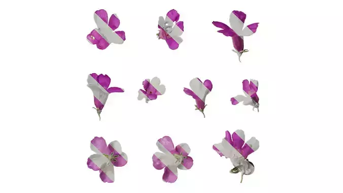 Anydrafts Leucophyllum frutescens Flower 01