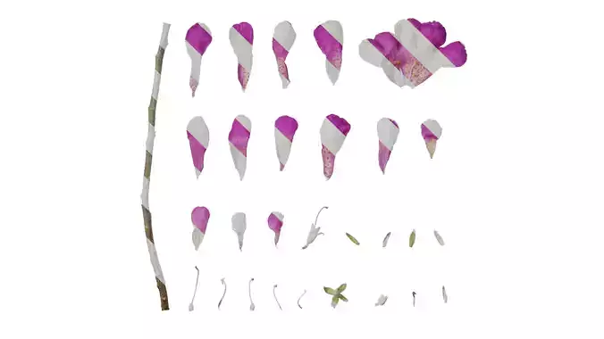 Anydrafts Leucophyllum frutescens Flower 02