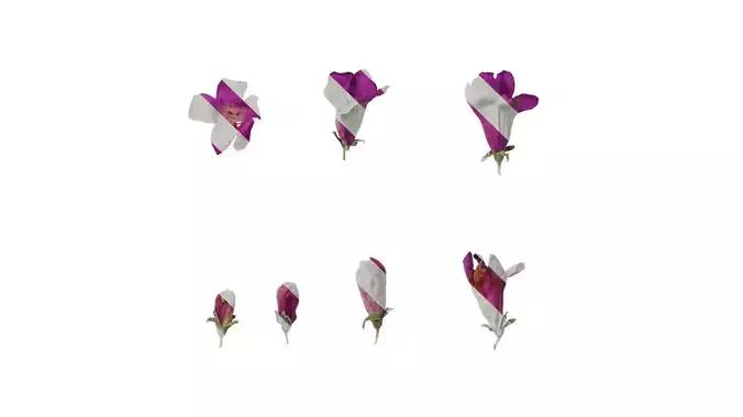 Anydrafts Leucophyllum frutescens Flower 03