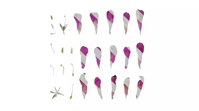 Anydrafts Leucophyllum frutescens Flower 04