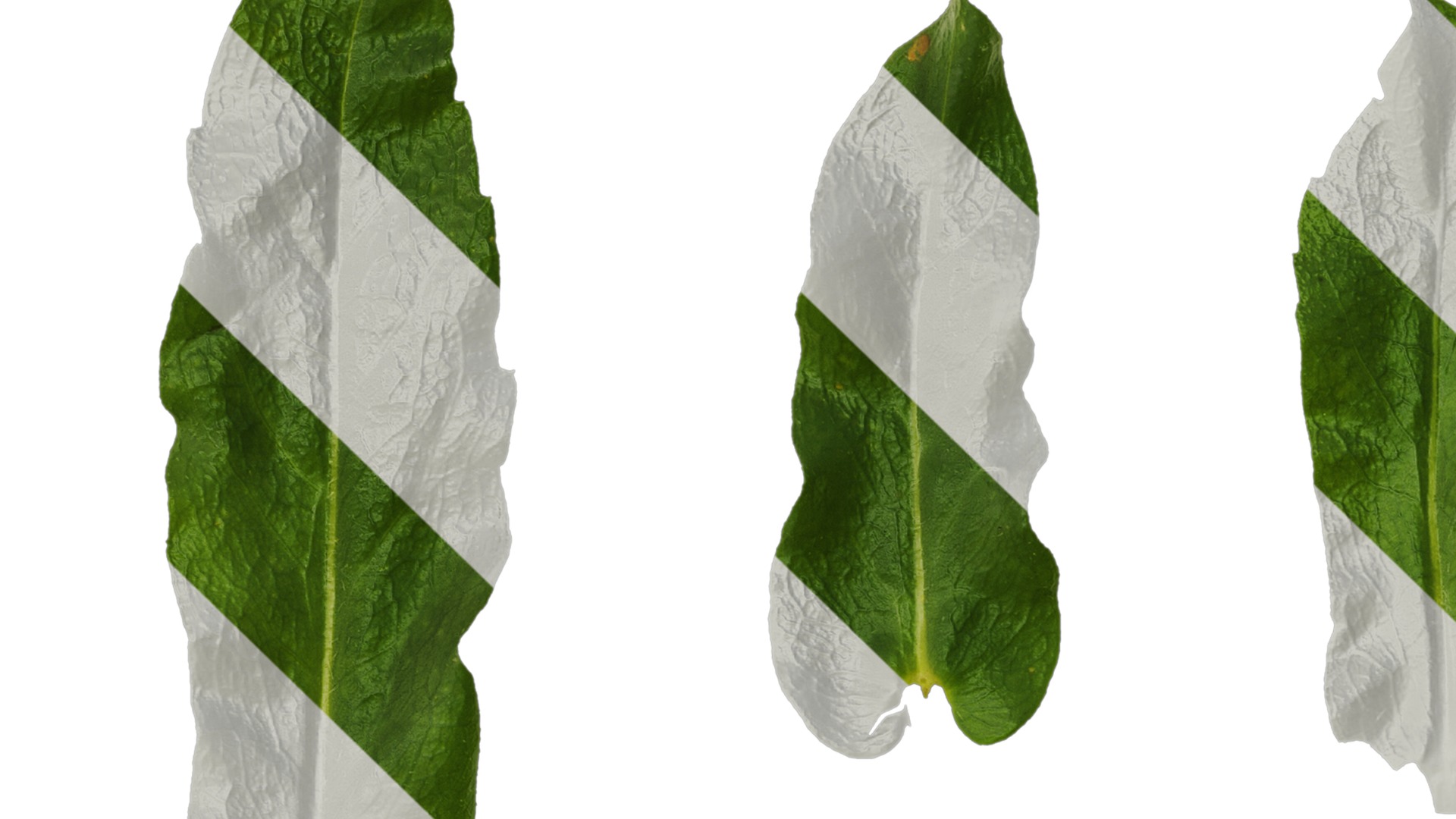 Anydrafts Phlox drummondii Leaf 02 Texture_1