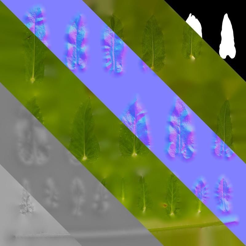 Anydrafts Phlox drummondii Leaf 02 Texture_8