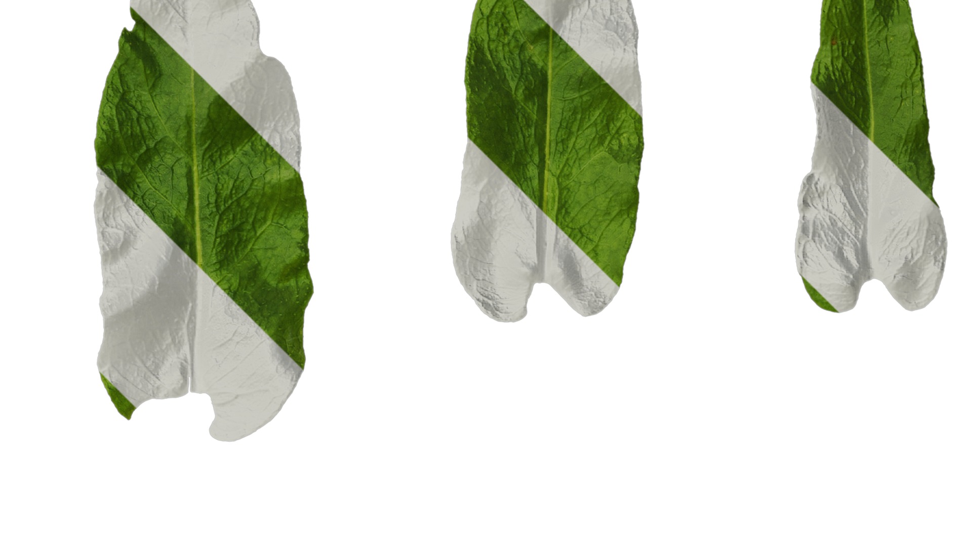 Anydrafts Phlox drummondii Leaf 02 Texture_2