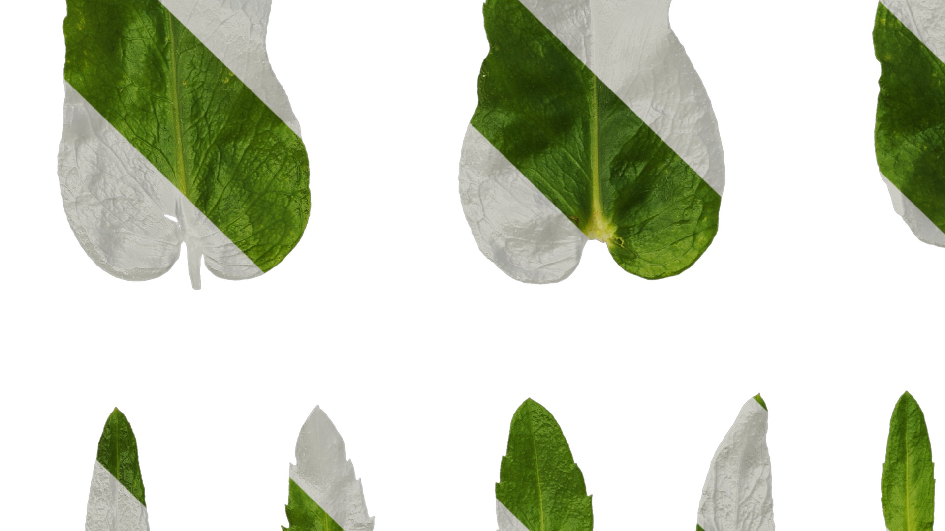 Anydrafts Phlox drummondii Leaf 02 Texture_5