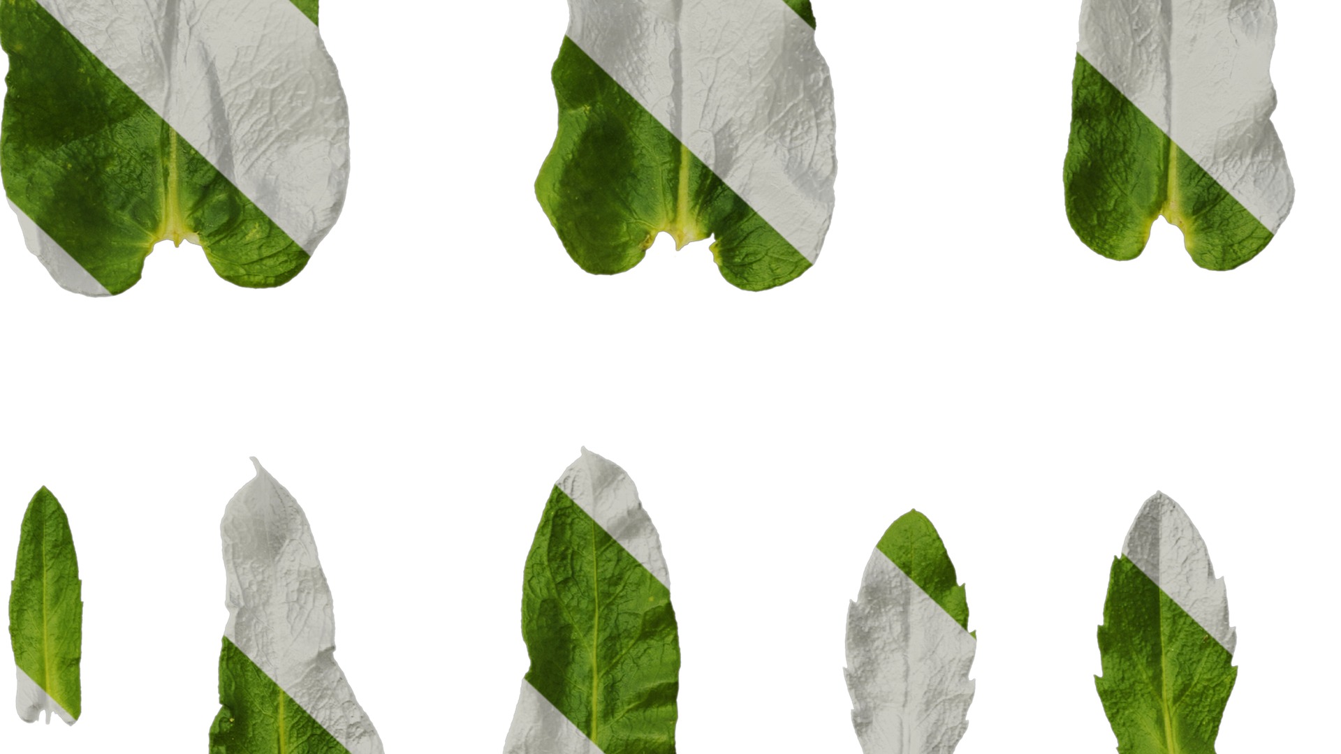 Anydrafts Phlox drummondii Leaf 02 Texture_6