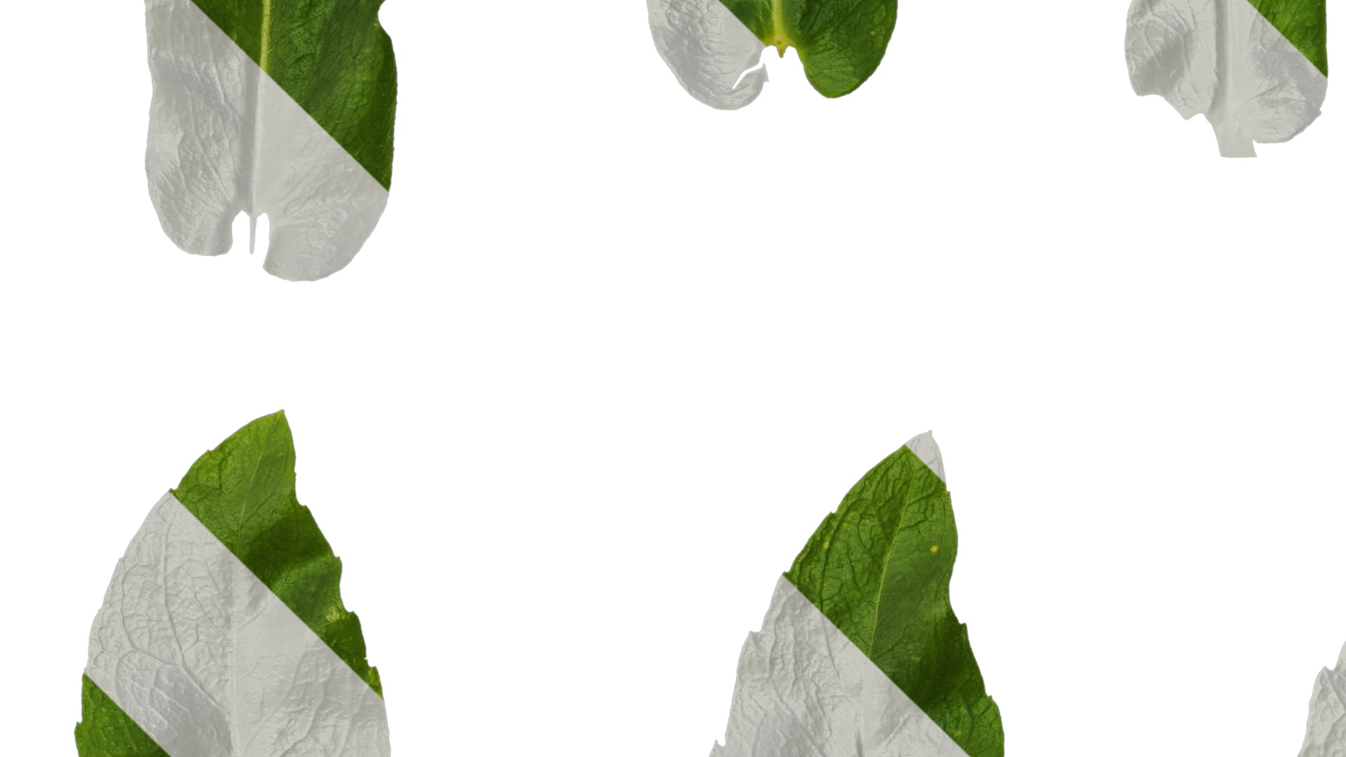 Anydrafts Phlox drummondii Leaf 02 Texture_3