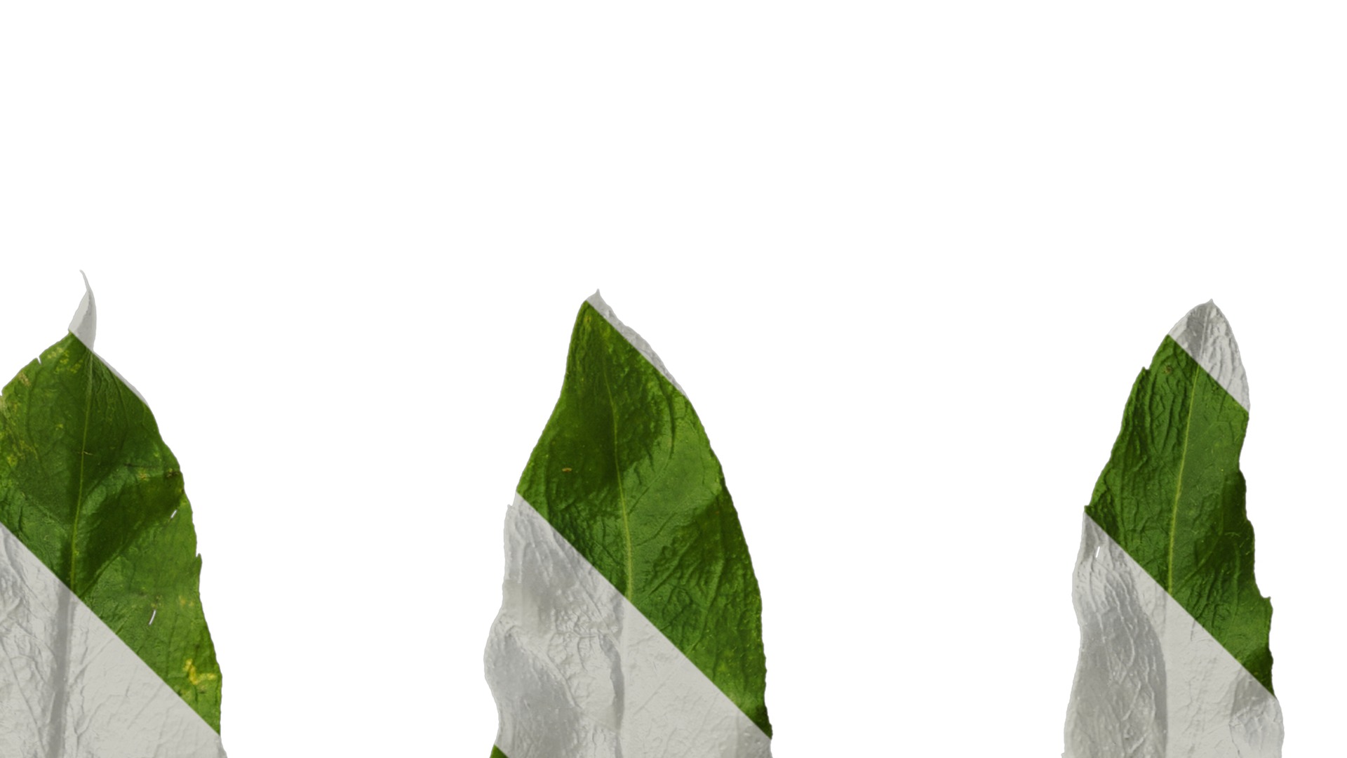 Anydrafts Phlox drummondii Leaf 02 Texture_4