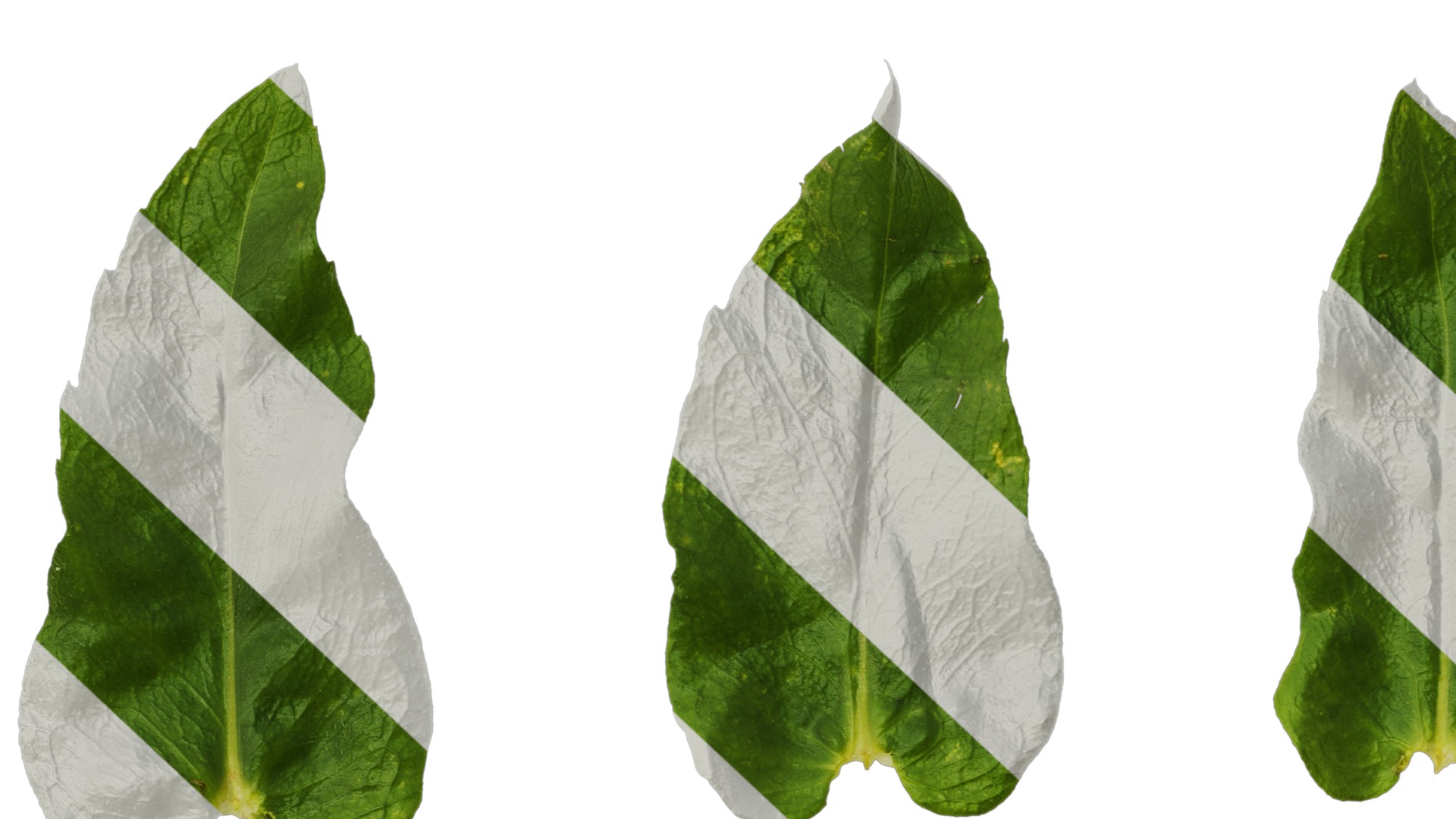 Anydrafts Phlox drummondii Leaf 02 Texture_7