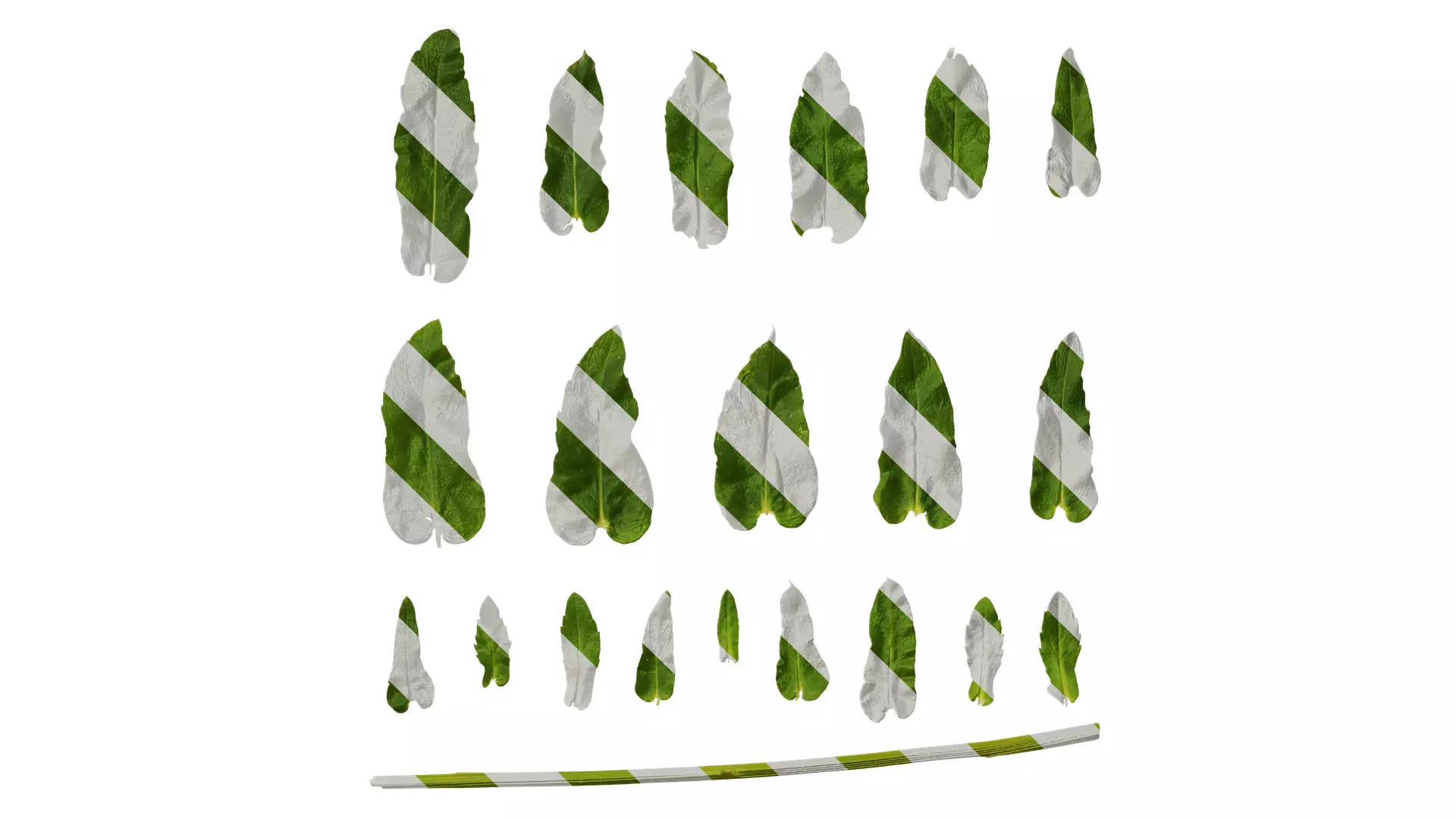 Anydrafts Phlox drummondii Leaf 02 Texture_0