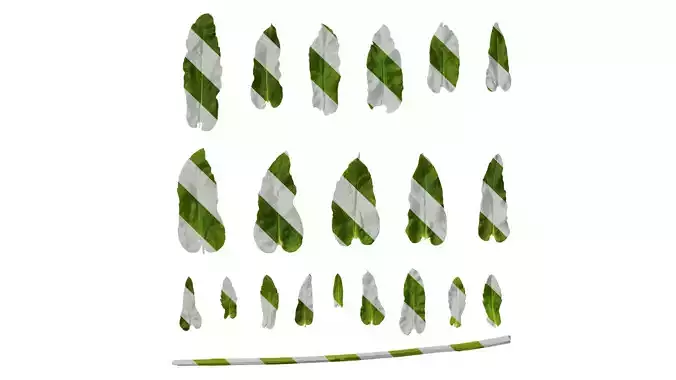 Anydrafts Phlox drummondii Leaf 02