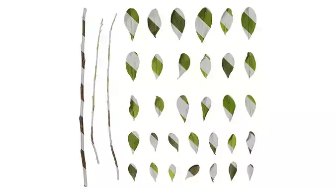 Anydrafts Leucophyllum frutescens Leaf 01