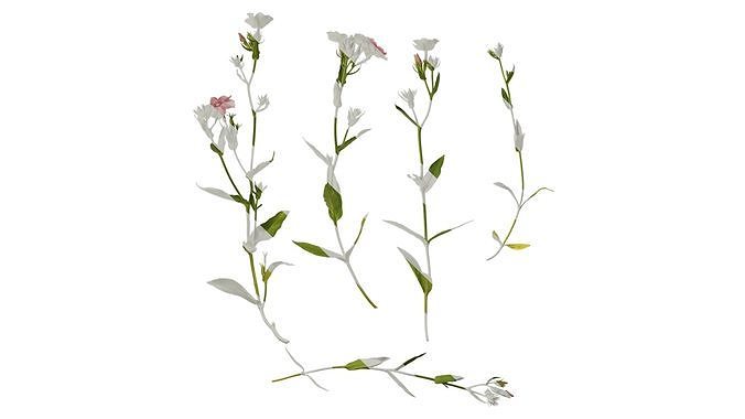 Anydrafts Phlox paniculata Atlas 02 Texture