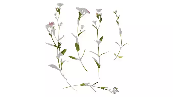 Anydrafts Phlox paniculata Atlas 02