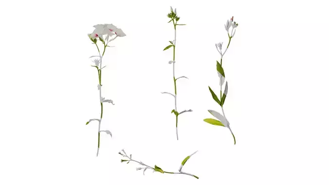 Anydrafts Phlox paniculata Atlas 03