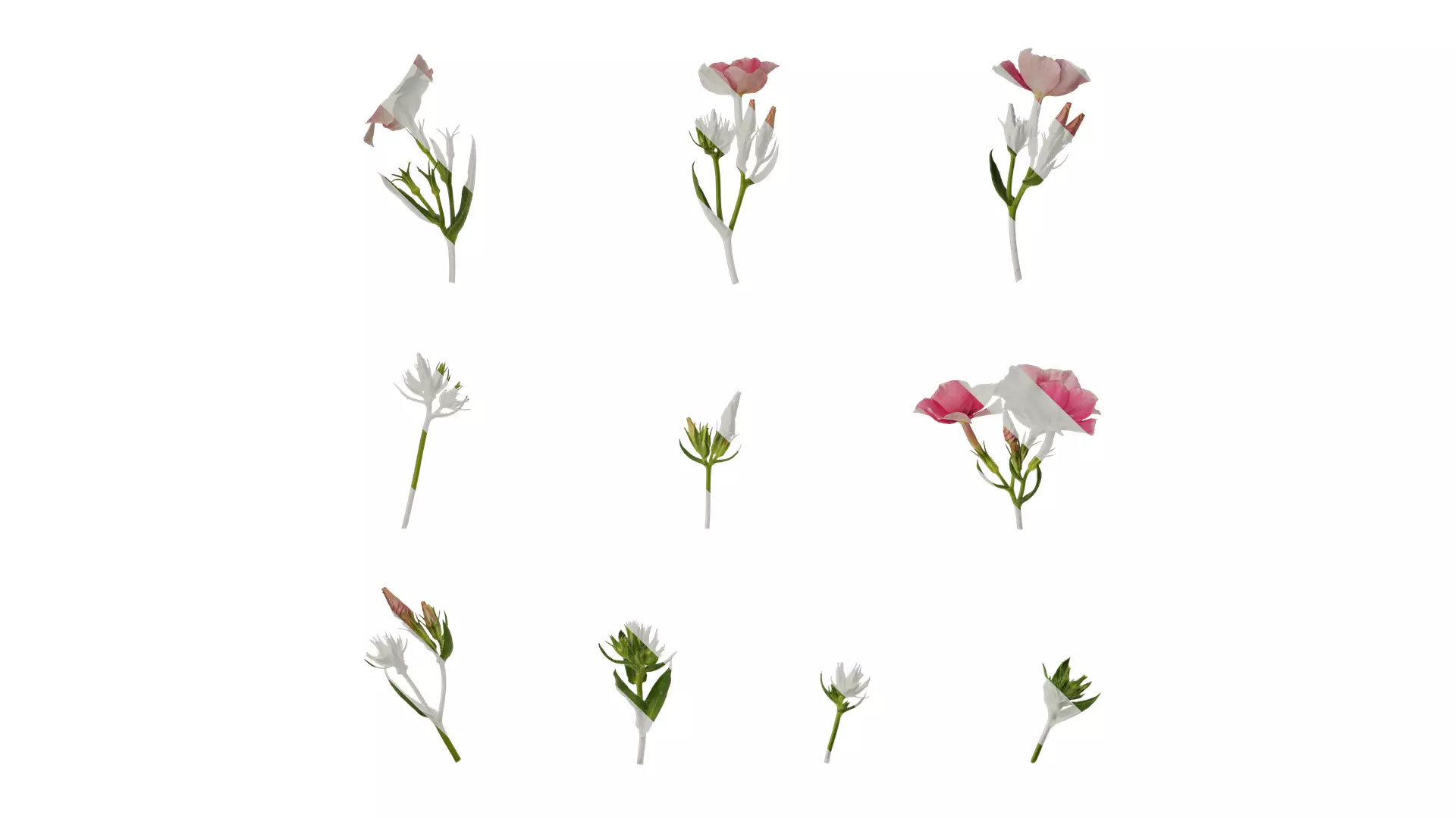 Anydrafts Phlox paniculata Atlas 04 Texture