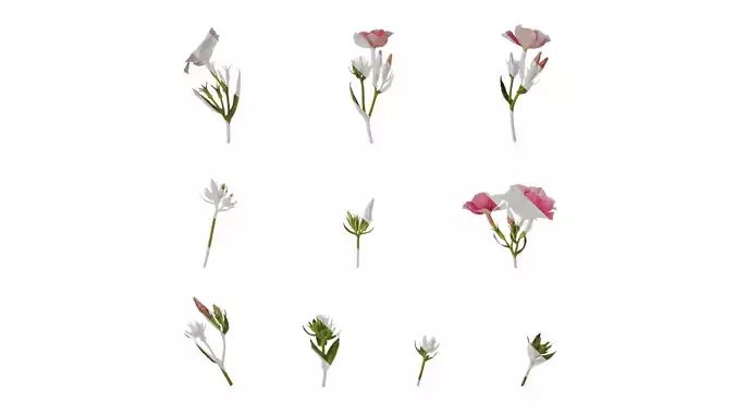 Anydrafts Phlox paniculata Atlas 04