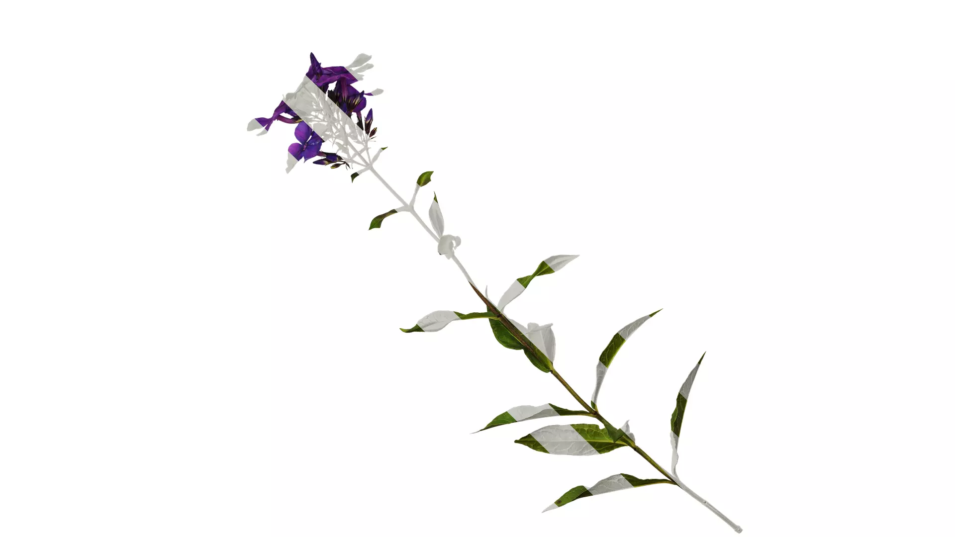 Anydrafts Phlox paniculata Atlas 05 Texture_0