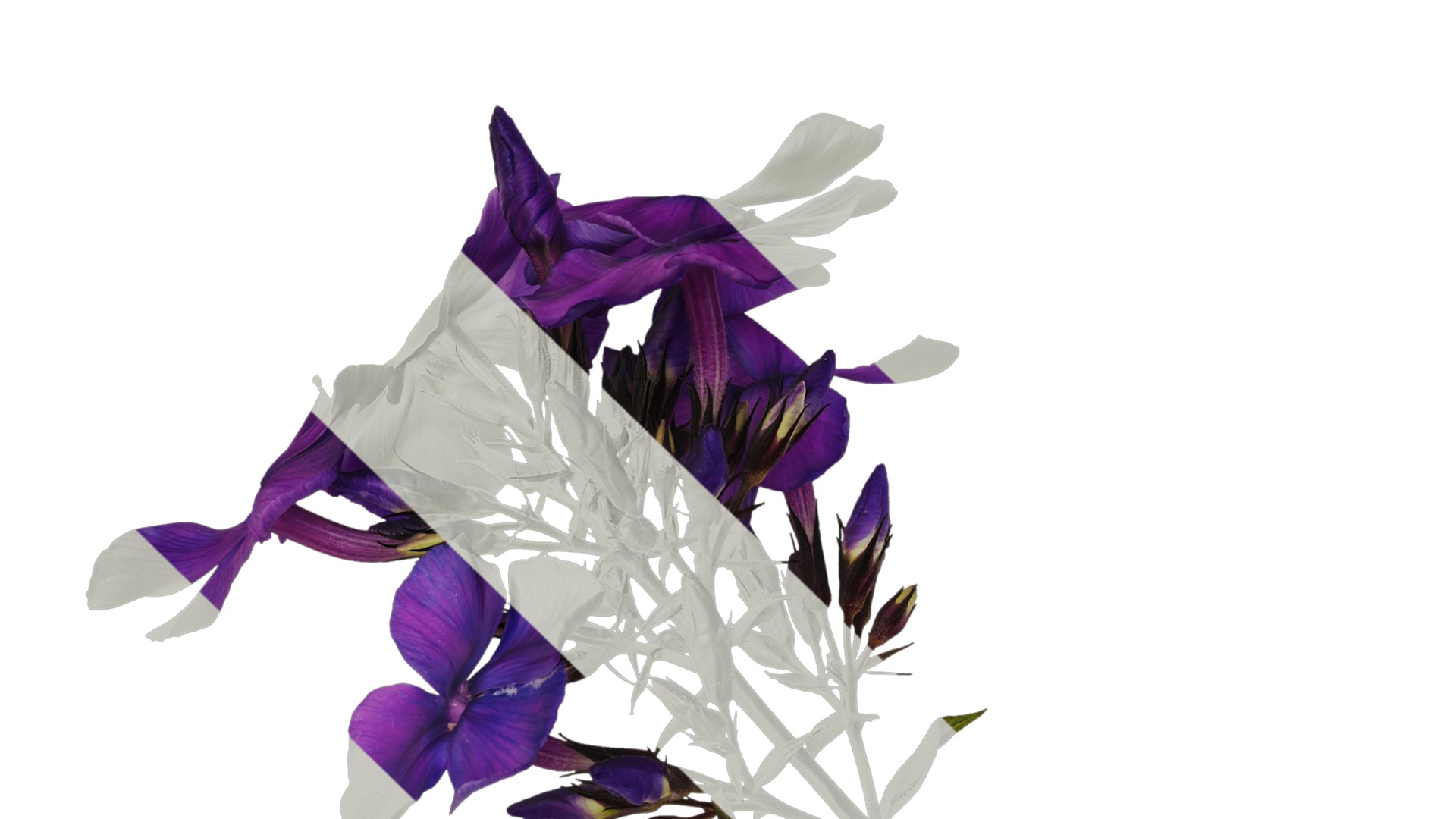 Anydrafts Phlox paniculata Atlas 05 Texture_1