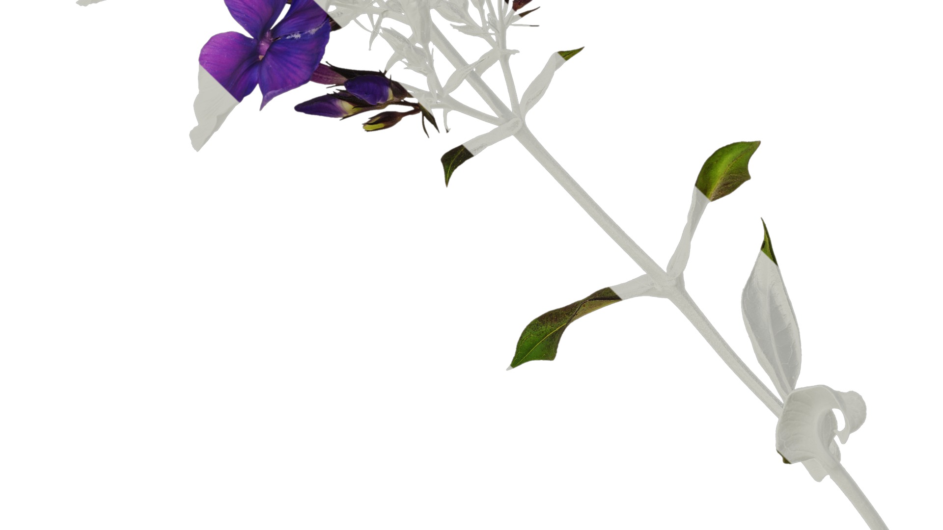 Anydrafts Phlox paniculata Atlas 05 Texture_3