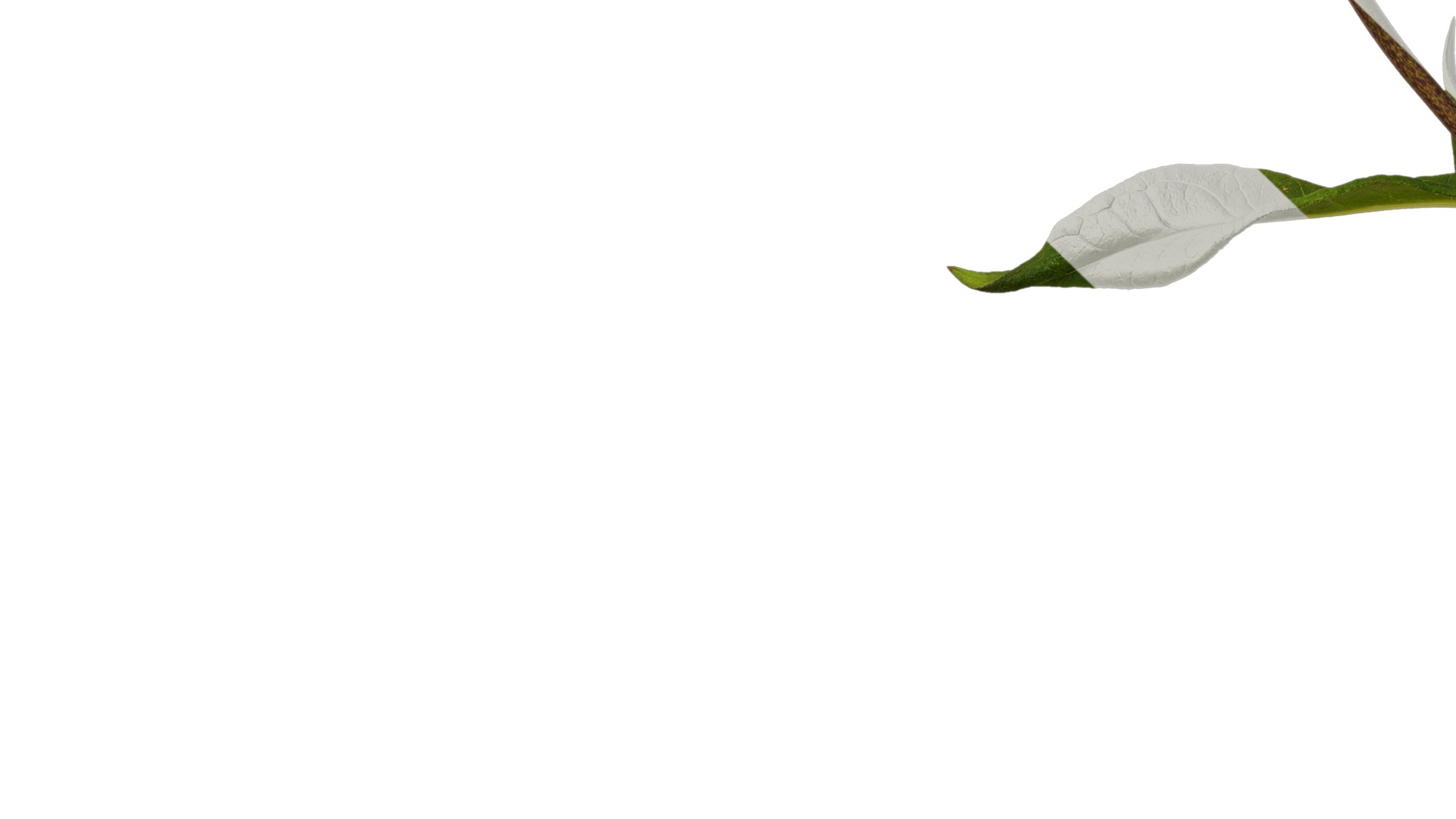 Anydrafts Phlox paniculata Atlas 05 Texture_5