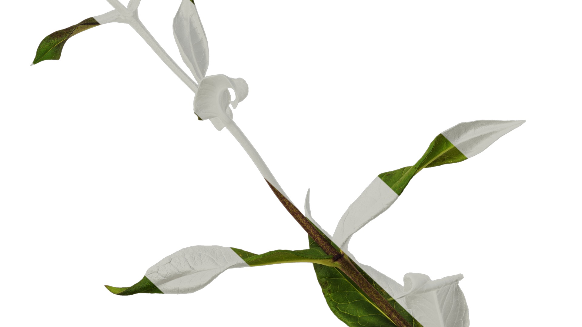 Anydrafts Phlox paniculata Atlas 05 Texture_7