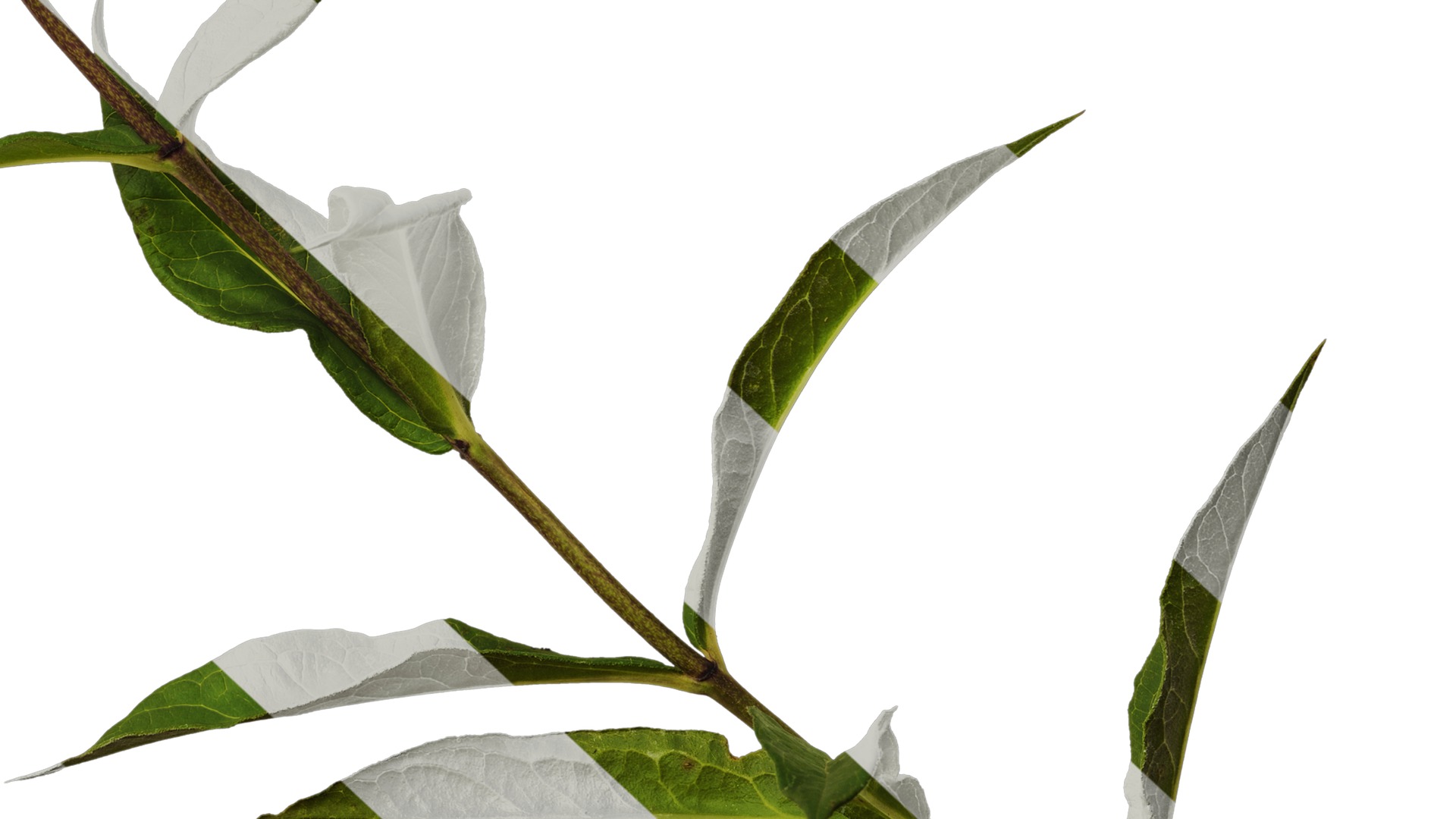 Anydrafts Phlox paniculata Atlas 05 Texture_6