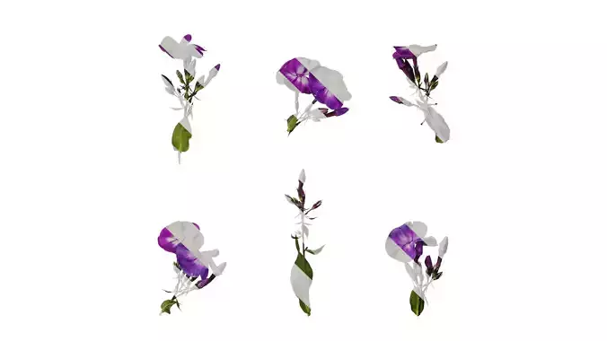 Anydrafts Phlox paniculata Atlas 07