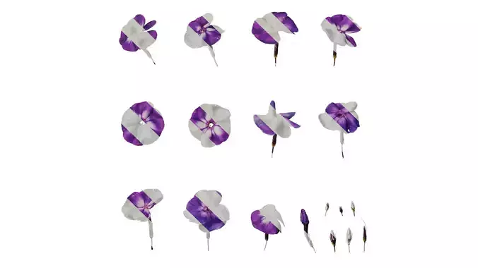 Anydrafts Phlox paniculata Flower 01