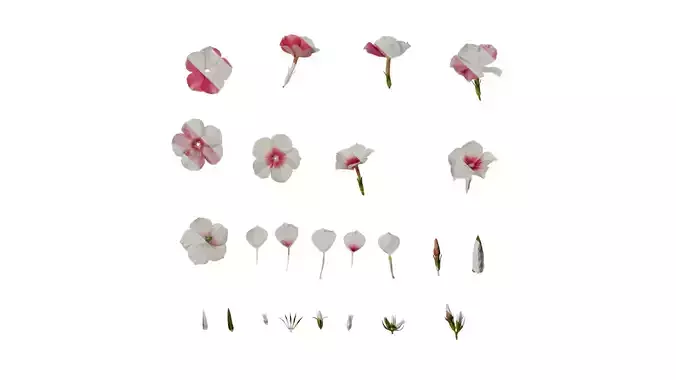 Anydrafts Phlox paniculata Flower 02