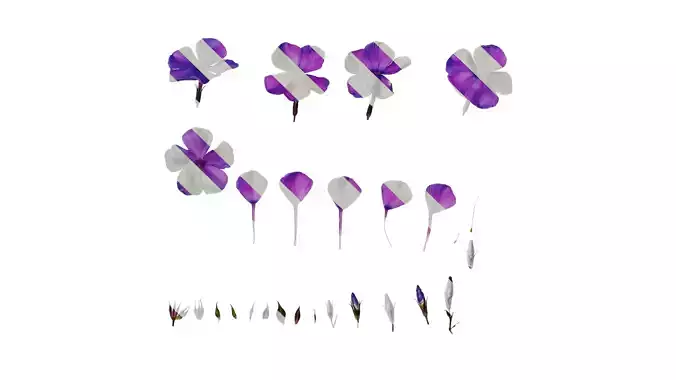 Anydrafts Phlox paniculata Flower 03