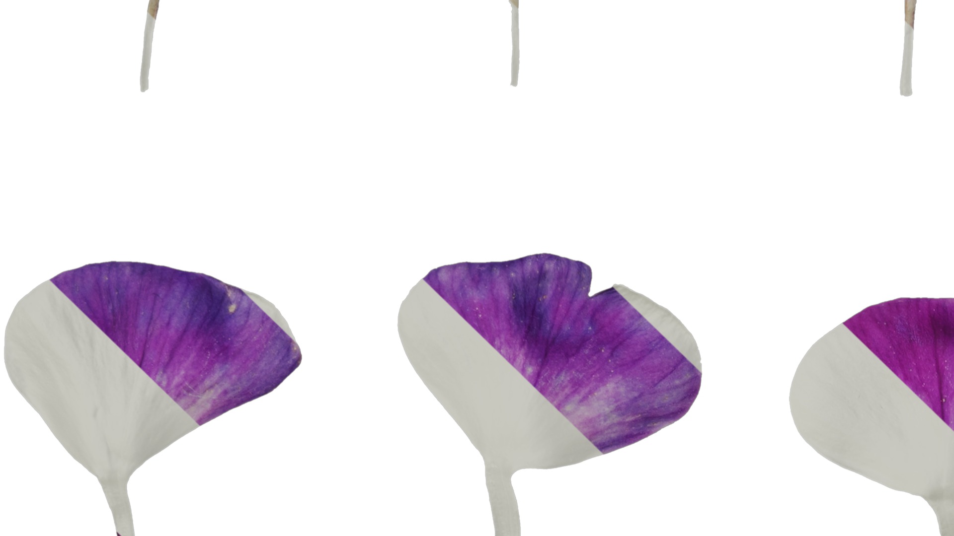 Anydrafts Phlox paniculata Flower 04 Texture_3