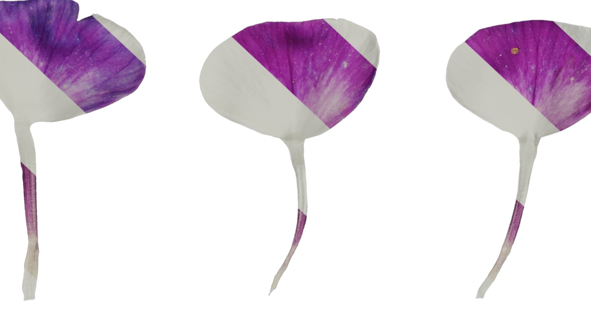 Anydrafts Phlox paniculata Flower 04 Texture_7