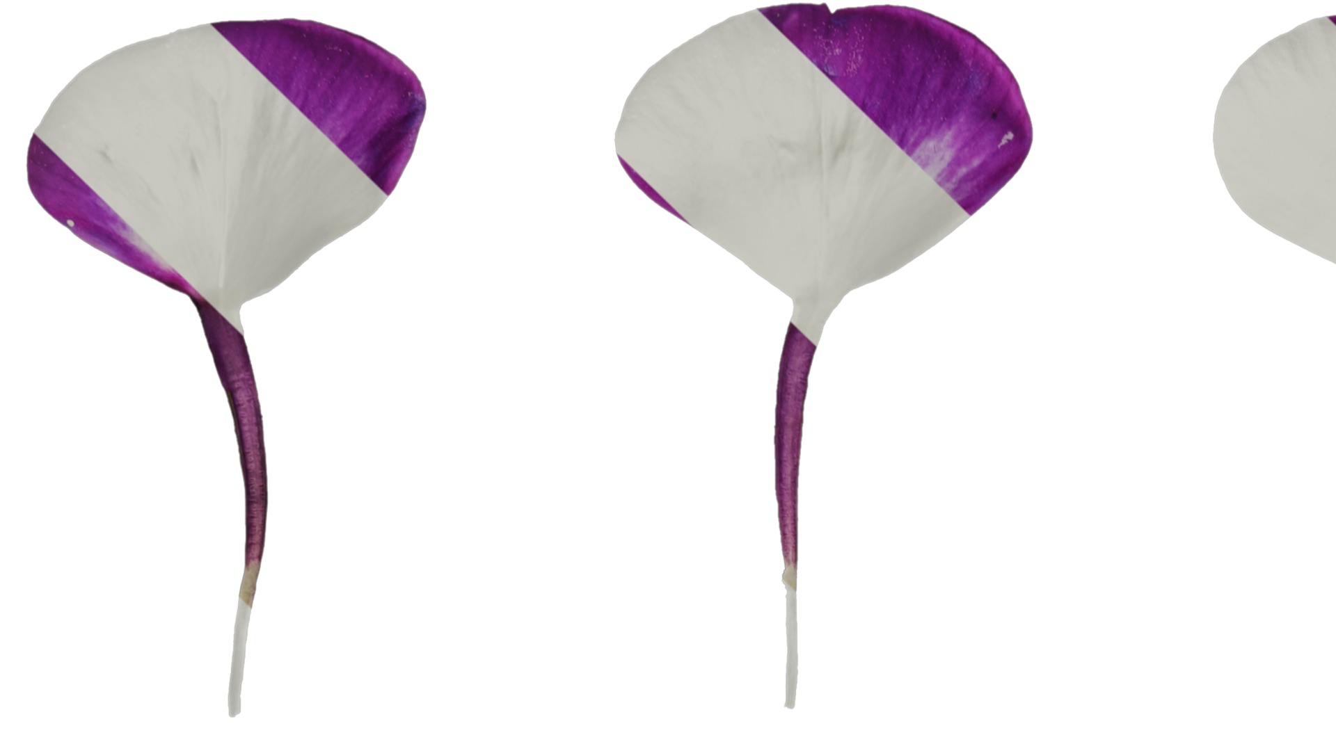 Anydrafts Phlox paniculata Flower 04 Texture_1