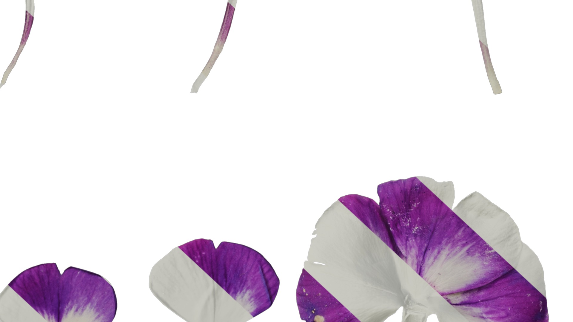 Anydrafts Phlox paniculata Flower 04 Texture_6