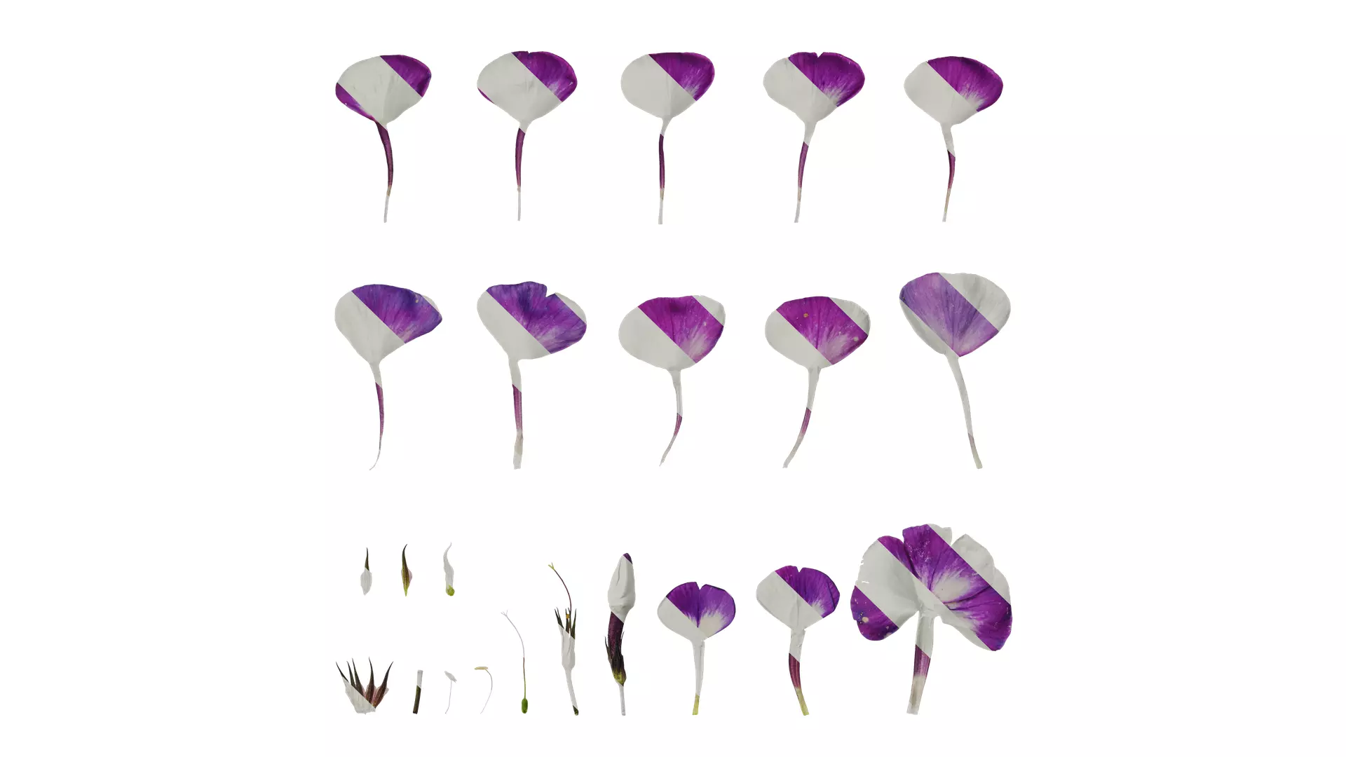 Anydrafts Phlox paniculata Flower 04 Texture_0