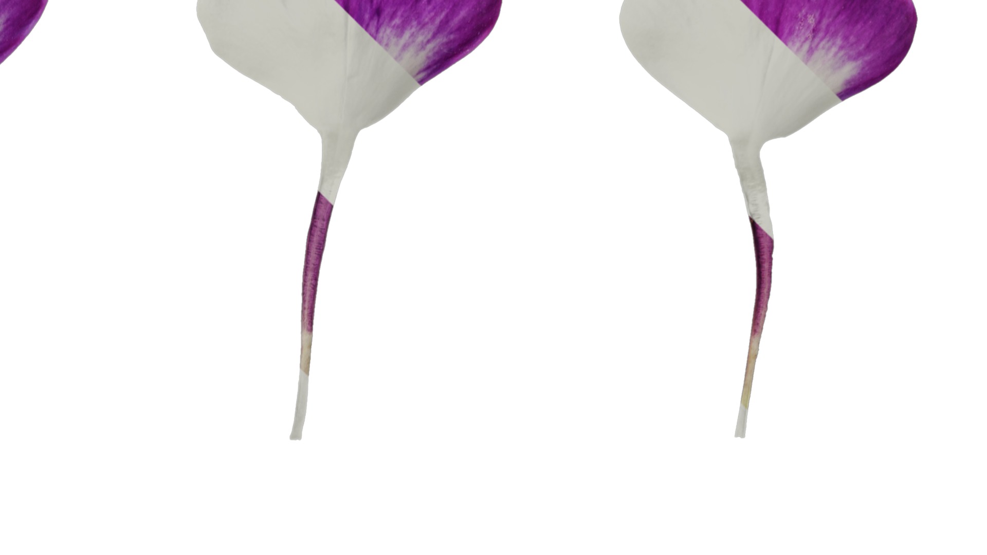 Anydrafts Phlox paniculata Flower 04 Texture_2