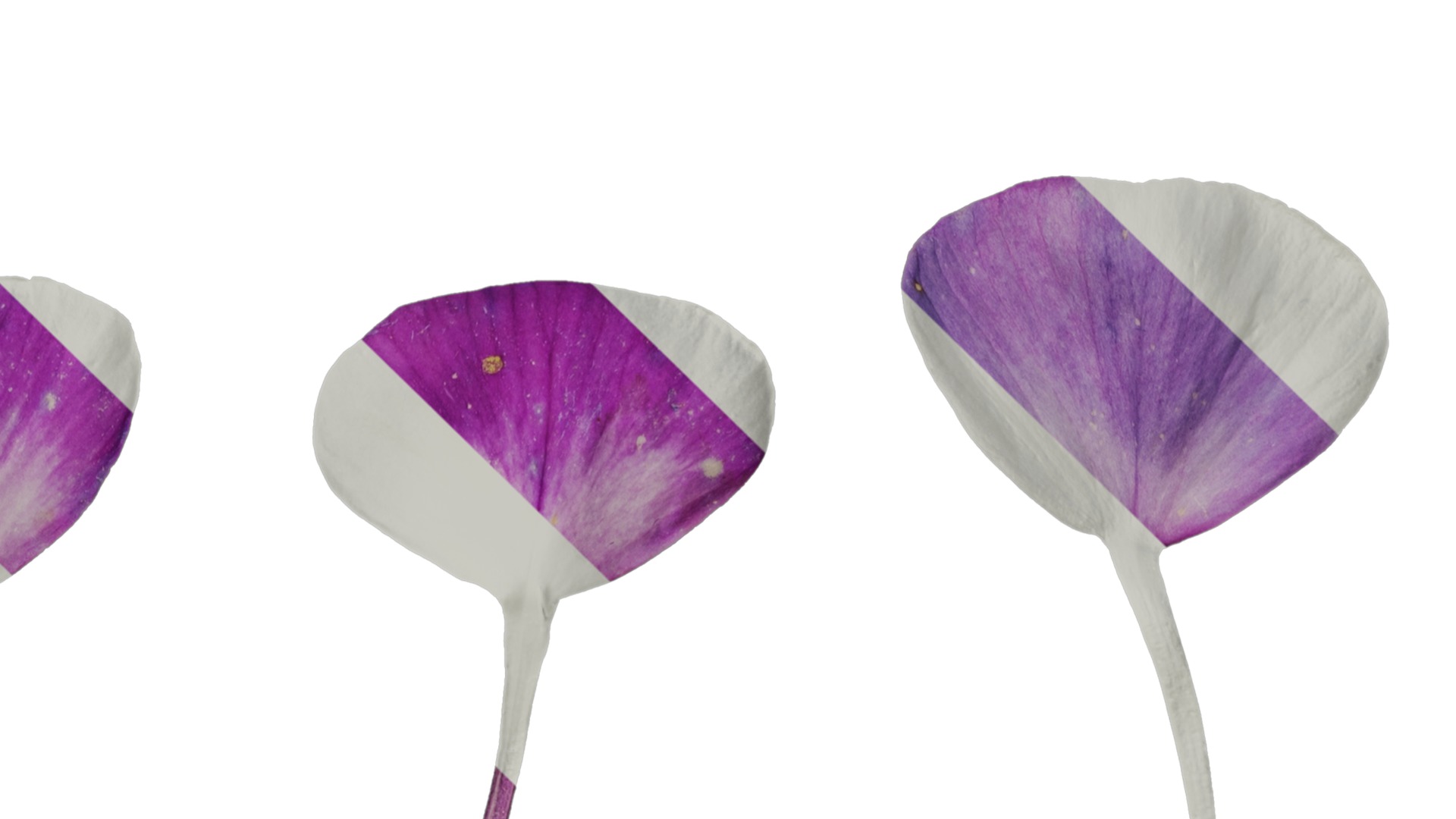 Anydrafts Phlox paniculata Flower 04 Texture_4