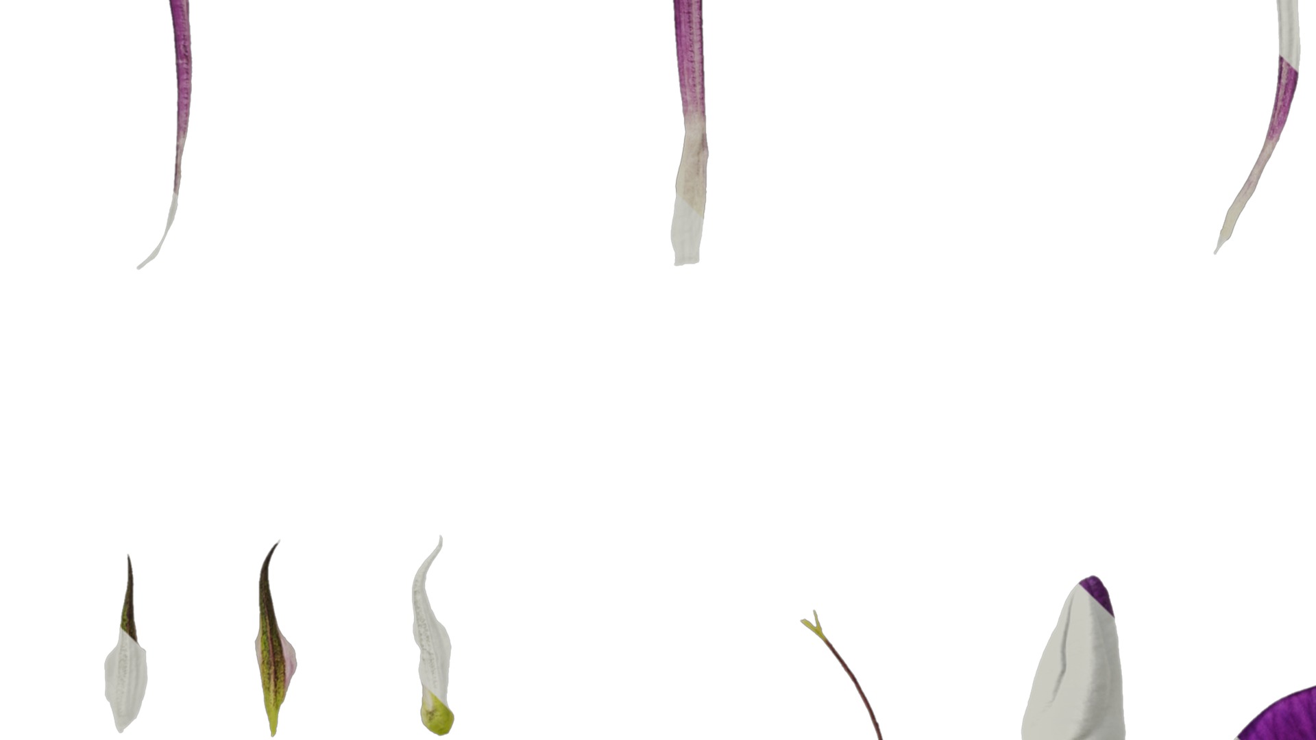 Anydrafts Phlox paniculata Flower 04 Texture_5