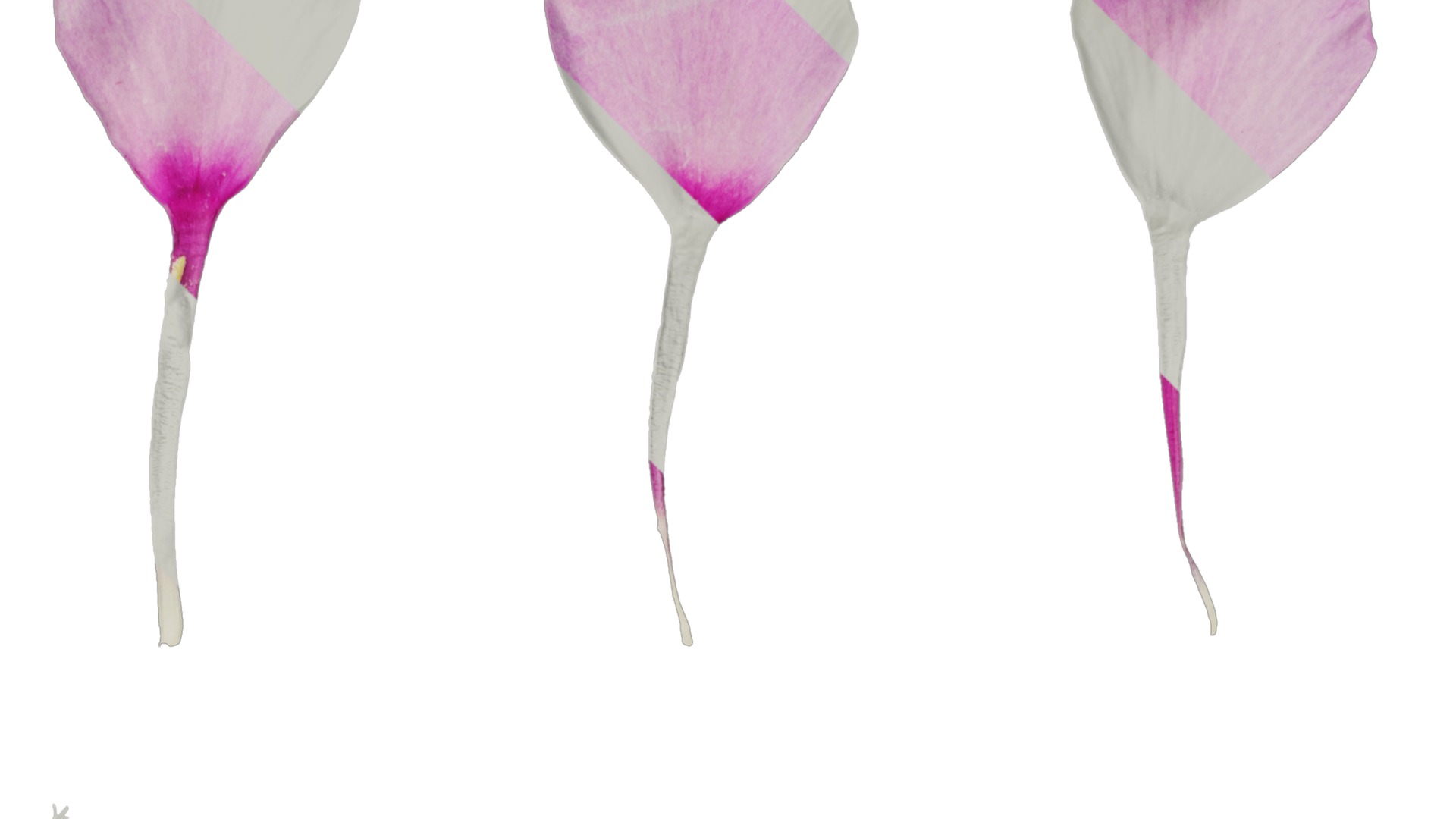 Anydrafts Phlox paniculata Flower 05 Texture_2