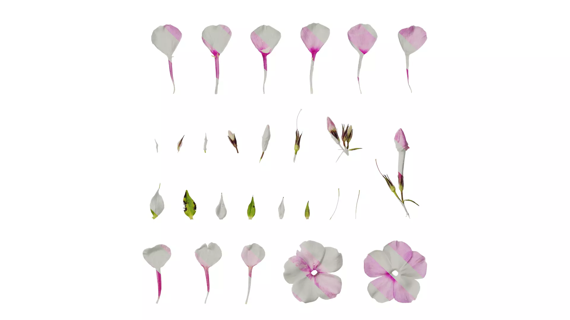 Anydrafts Phlox paniculata Flower 05 Texture_0